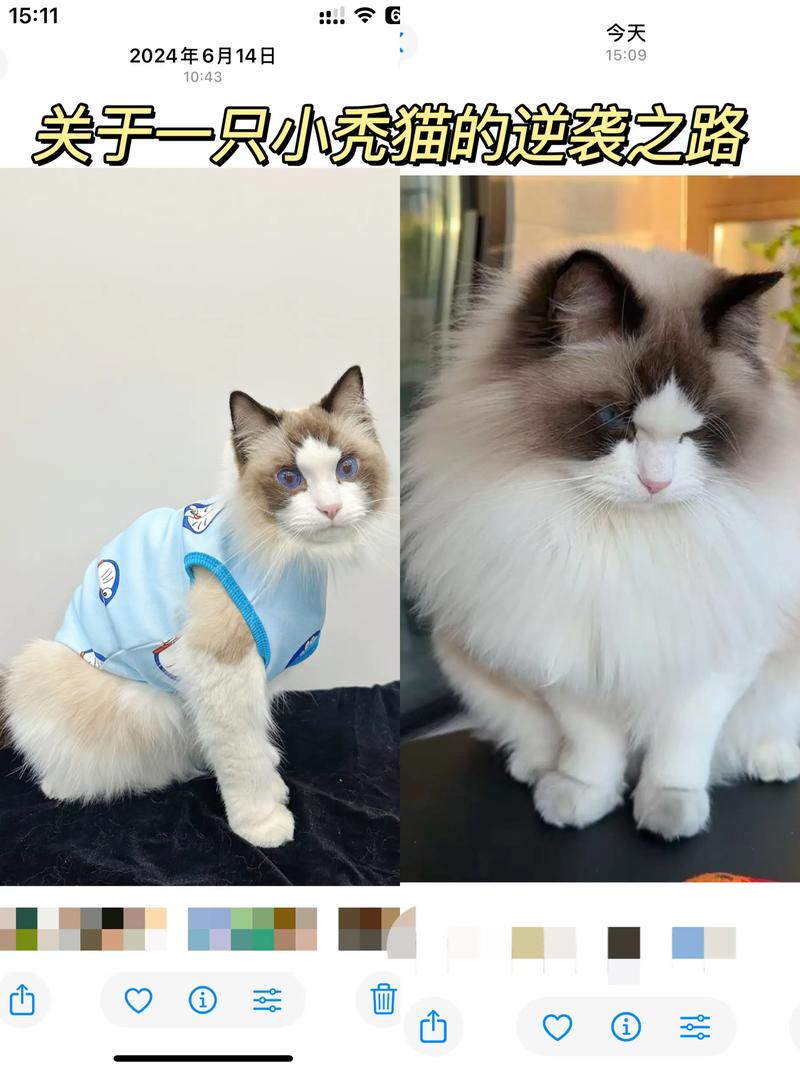 颜值高又粘人，布偶猫太治愈了！（网红布偶猫）
