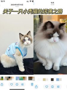 颜值高又粘人，布偶猫太治愈了！（网红布偶猫）