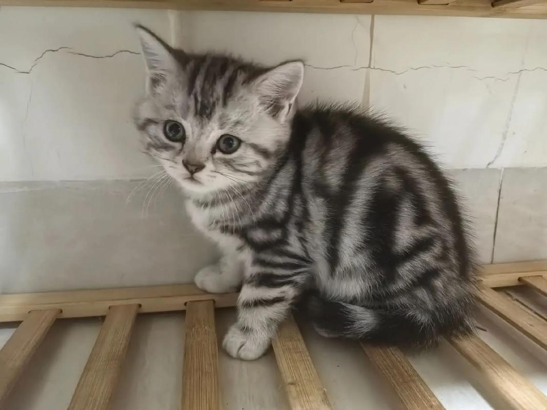 野性vs优雅（正宗虎斑猫图片）