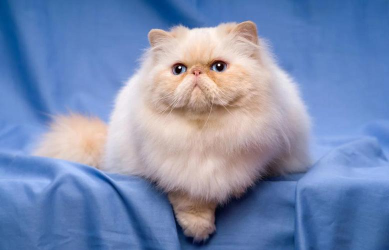 神秘优雅波斯猫，捉摸不透的性格！（波斯猫闭着他的双眼）