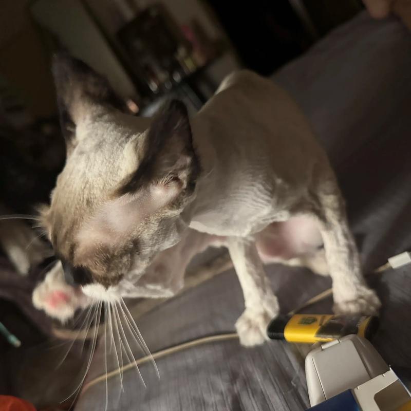 布偶猫掉毛正常？梳毛调整饮食是好方法（布偶猫现在换毛期要剃毛吗）