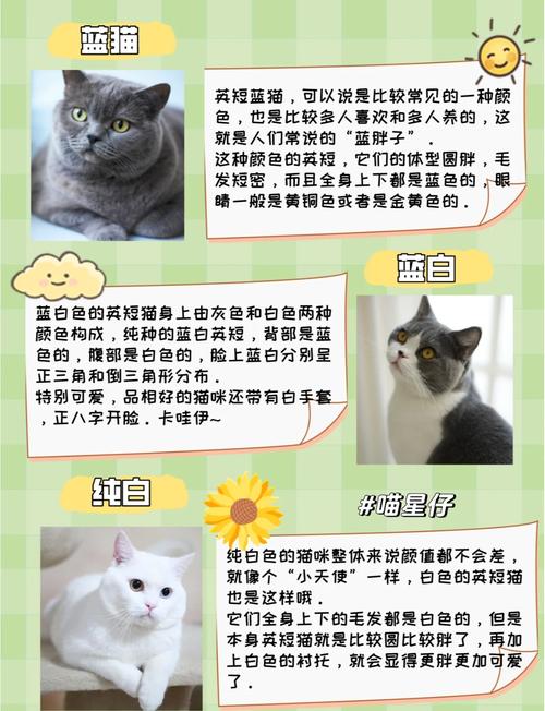 英短虎斑折耳猫价格及购买渠道（英短虎斑折耳猫多少钱）