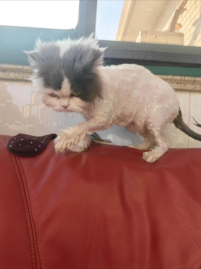猫咪剃毛不好，自然降温更安全（小猫什么季节剃毛比较好）