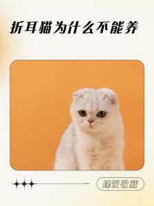 捡到折耳猫养不？需考虑健康遗传（捡到一只折耳猫该养吗）