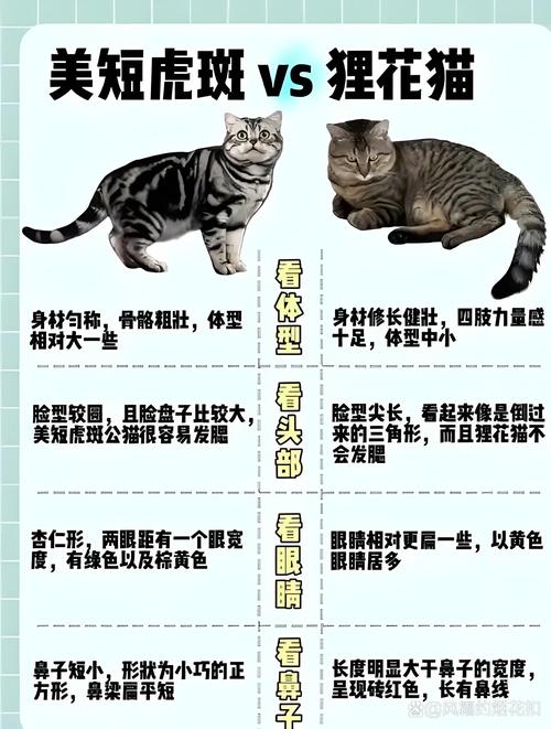 性格外貌大不同（虎斑猫和狸花猫对比图）