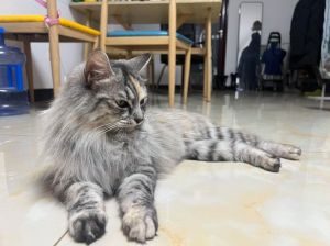 健康适应强，性格颜值随缘（串串猫的优点和缺点）
