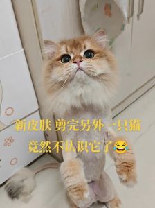 剃完毛多久长回来？猫咪毛发再生时间（猫剃毛了多久才能长回原样）
