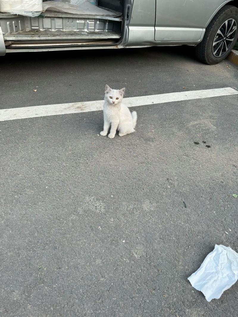 街头英短猫，黑白优雅照（白色短毛猫街头照片）