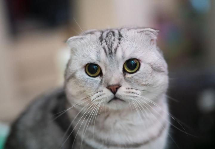 拒绝折耳猫，别让小猫承受天生痛苦！（折耳猫图片）