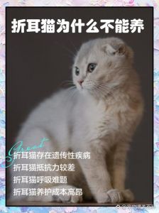 折耳猫基因病风险，养前需考虑（三花猫为什么折耳了）