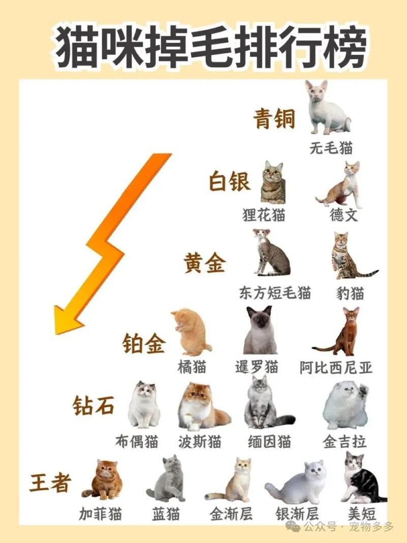 别给猫咪剃毛啦，伤皮肤还可能吓到它！（猫咪剃毛的好处和坏处）