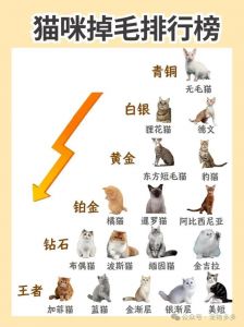 别给猫咪剃毛啦，伤皮肤还可能吓到它！（猫咪剃毛的好处和坏处）