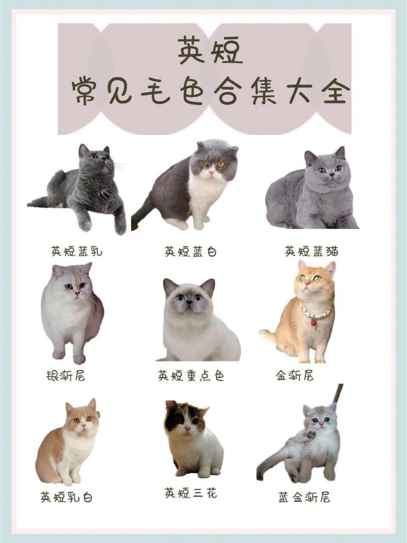 12种特色宠物猫介绍（英国猫咪品种大全及图片）