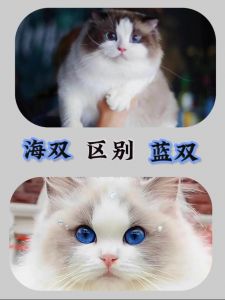 布偶猫不止海双蓝双，山猫纹很特别（什么叫海双布偶猫）