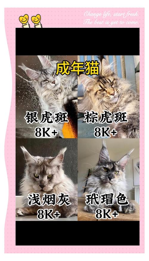 串串猫价格因品种血统健康等差异很大（串串猫一般多少钱一只）