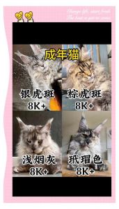 串串猫价格因品种血统健康等差异很大（串串猫一般多少钱一只）