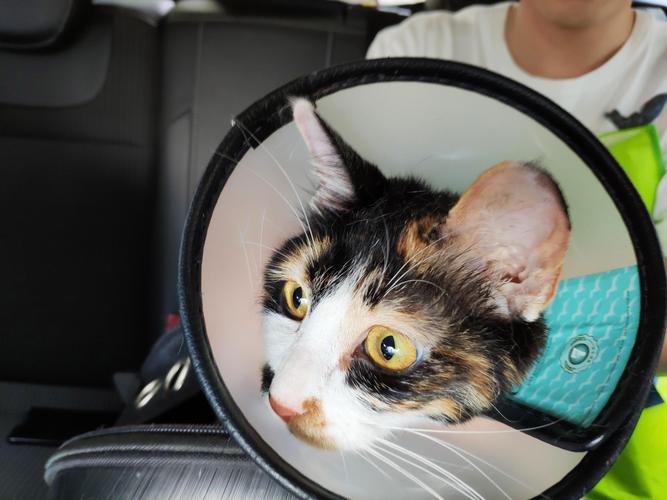 美丽温顺却难养？（布偶为什么是遗弃率最高的猫）