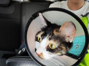 美丽温顺却难养？（布偶为什么是遗弃率最高的猫）