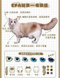 看喜好，公大粘人，母温顺（布偶猫公的好还是母的）