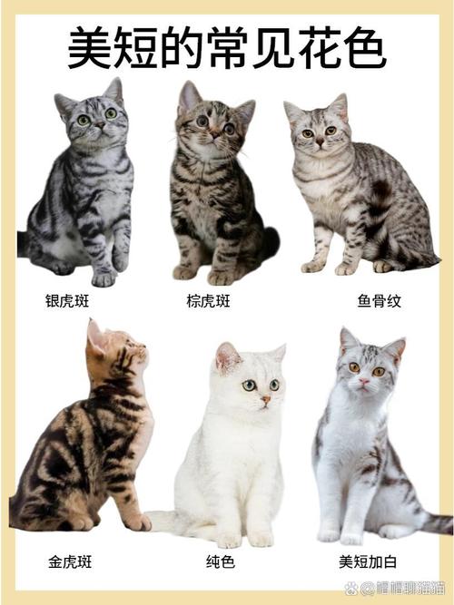 选只适合你的猫咪（短毛猫品种大全图）