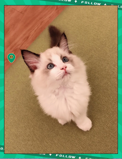 布偶猫几个月开始认主人？性格粘人需多陪伴（布偶猫要养多久才粘人）