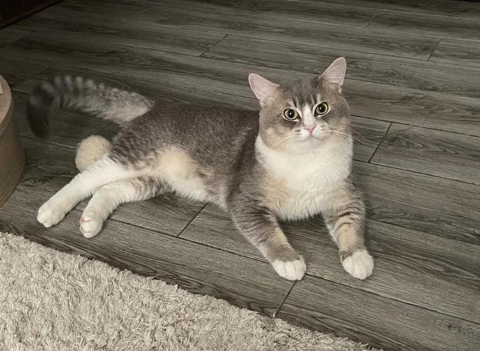 优雅独特，理想伴侣（英短虎斑猫图片）