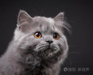 三花猫眼睛颜色多，会变！（三花猫眼睛是灰色的）