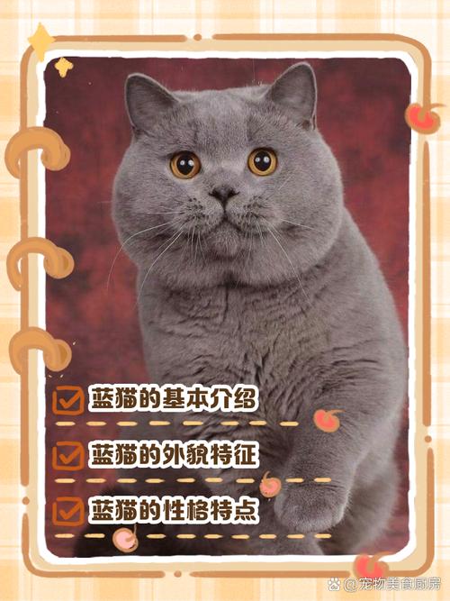 健康性格护理都需注意（蓝猫为什么不建议养）