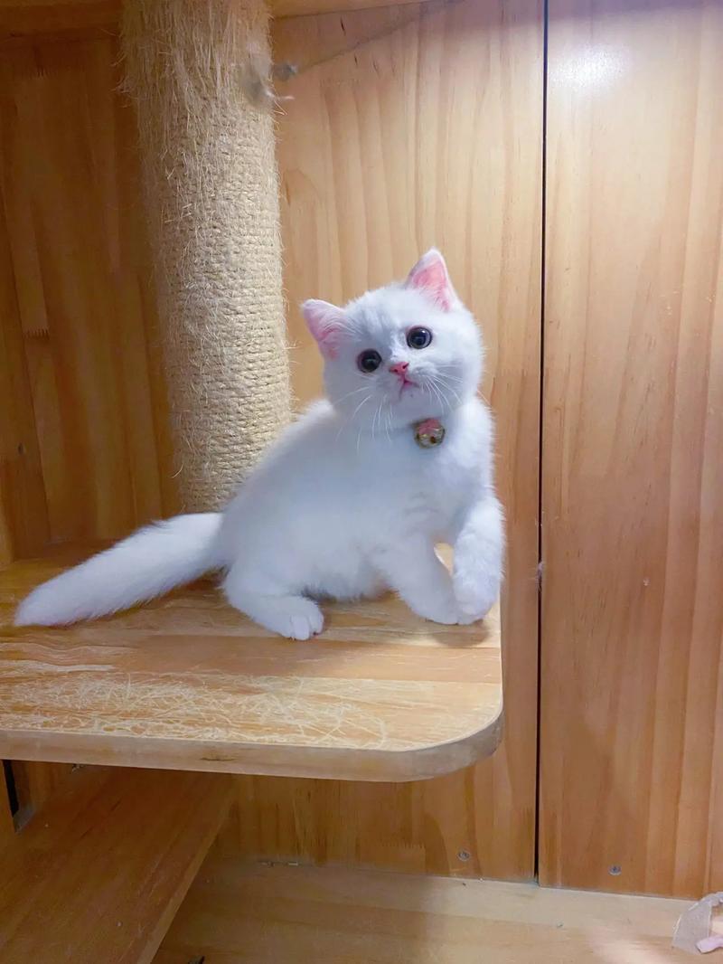 灵性与纯真，为空间添活力（街头白色短毛猫照片）