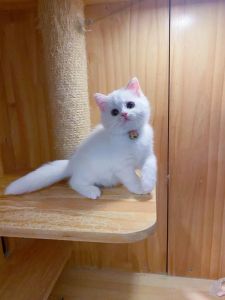 灵性与纯真，为空间添活力（街头白色短毛猫照片）