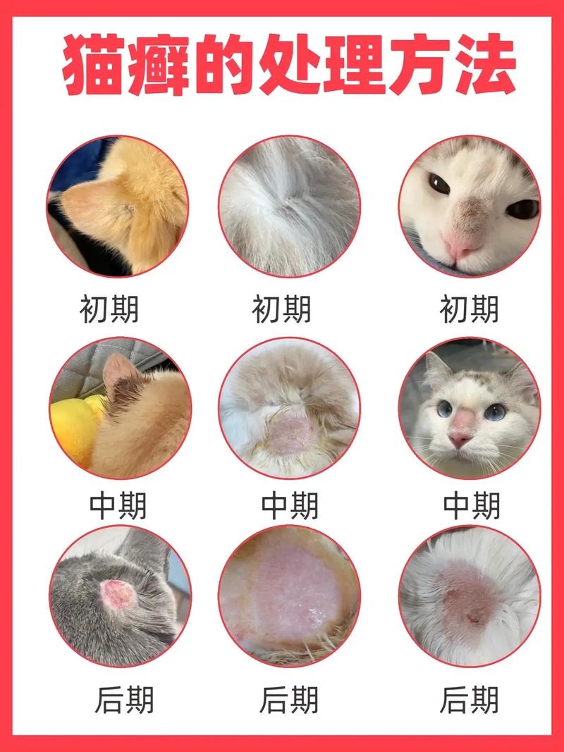猫咪腹部脱毛原因多，需排查改善（猫咪大面积脱毛但无癣露肉）
