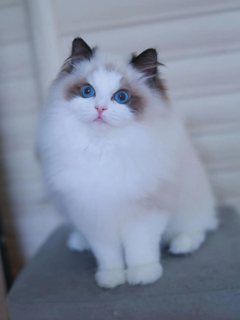 大蓝毛布偶猫，温顺亲人好伙伴（布偶猫图片大全大图）