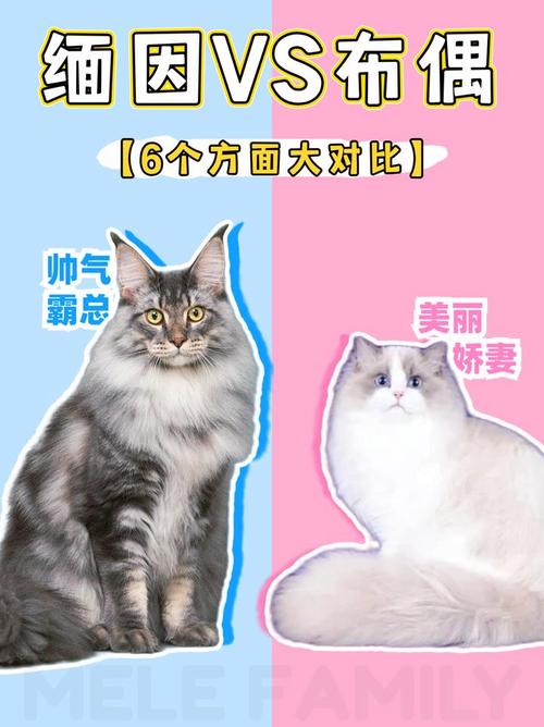 黏人活泼好动，适合家庭宠物（德文猫布偶猫缅因猫优缺点）