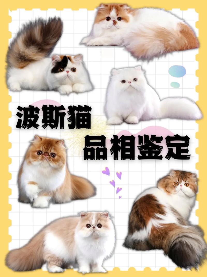 温顺伴侣（19字）（波司猫长啥样）