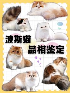 温顺伴侣（19字）（波司猫长啥样）