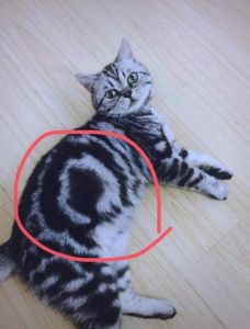 性格外貌大不同（虎斑猫和狸花猫对比图）
