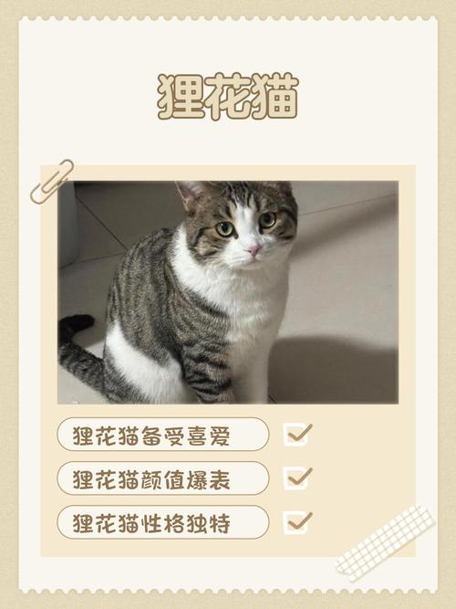 聪明漂亮，国货之光（狸花猫12个品种图）
