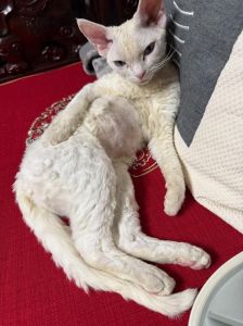 算命女救猫治疾受宠，反被冤枉中毒（贵妃养的波斯猫丢了）