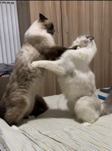 体型性格决定胜负（布偶猫打架厉害么）