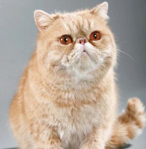 美短英短俄短狸花暹罗，温顺易养寿命长！（短毛猫推荐）