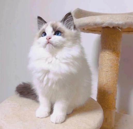 十几万布偶猫贵在哪？饲养成本与购买须知（十几万的布偶猫）