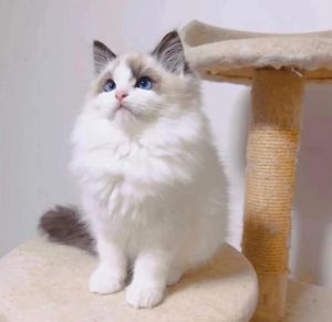 十几万布偶猫贵在哪？饲养成本与购买须知（十几万的布偶猫）