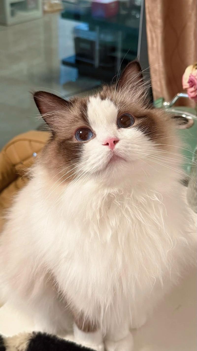 优雅猫咪藏利爪，咕噜声显满足态（跟布偶猫很像的猫）