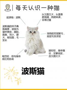 波斯猫寿命长，优雅温顺好养，注意健康护理（波斯猫能活多久寿命）