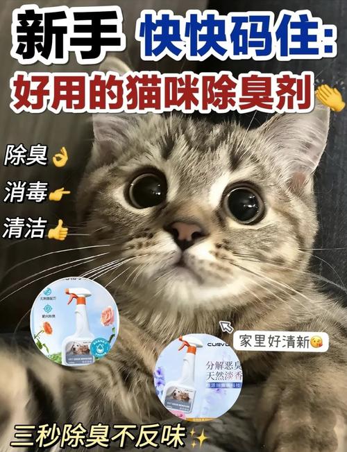 铲屎洗澡勤通风，猫屋臭味没烦恼（养猫屋里臭气熏天怎么去除）