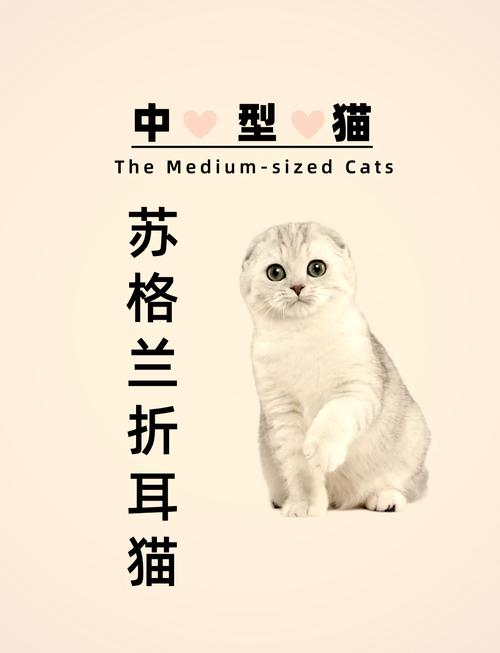 折耳猫可爱却易患关节炎，养前需谨慎！（折耳猫的优点和缺点）