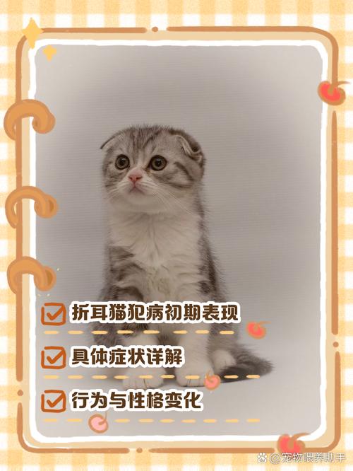 半折耳猫能生立耳猫，但需注意遗传健康风险（半折耳猫和立耳猫生出的立耳）