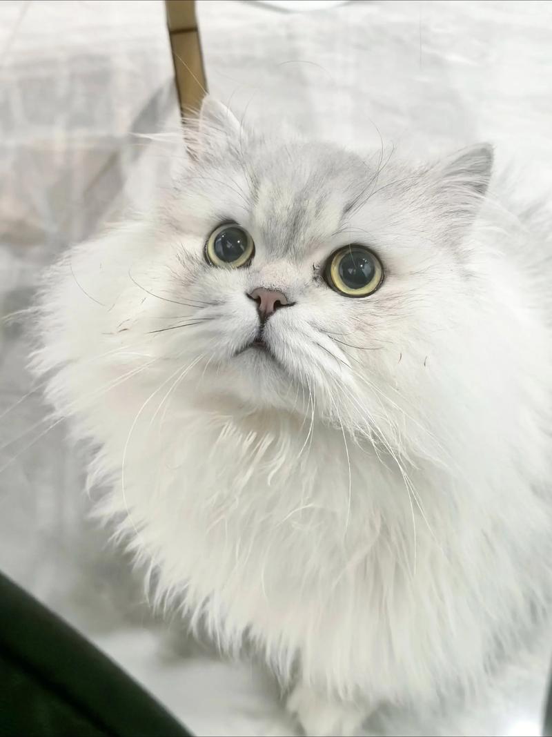 温顺陪伴，需细心打理（金吉拉猫有什么优点缺点）
