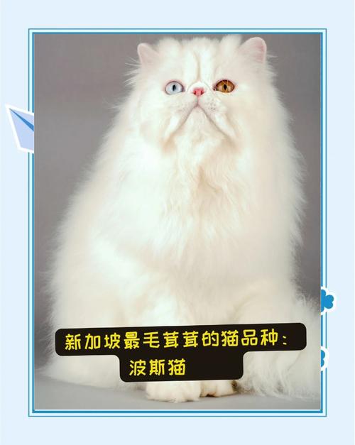 古老长毛猫品种介绍（波斯猫颜色分类加图片）