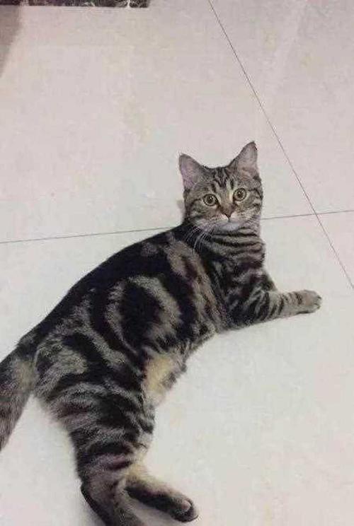 优雅光泽，性格独立又依赖（成年虎斑猫图片）